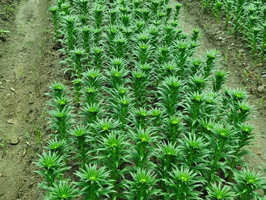 Young Lily Crop Nursery
