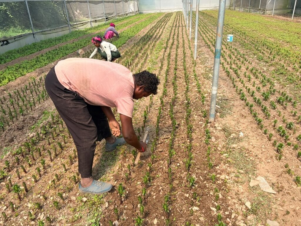 Polyhouse Cultivation