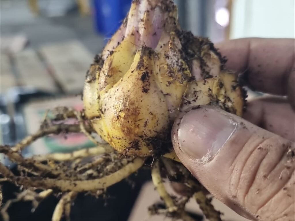 Imported Lily Bulb