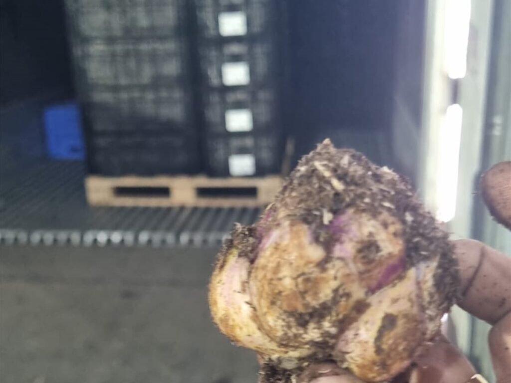 Bulb Quality Inspection