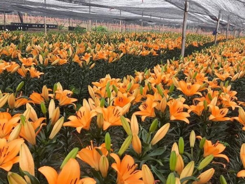 Blooming Asiatic Lilies