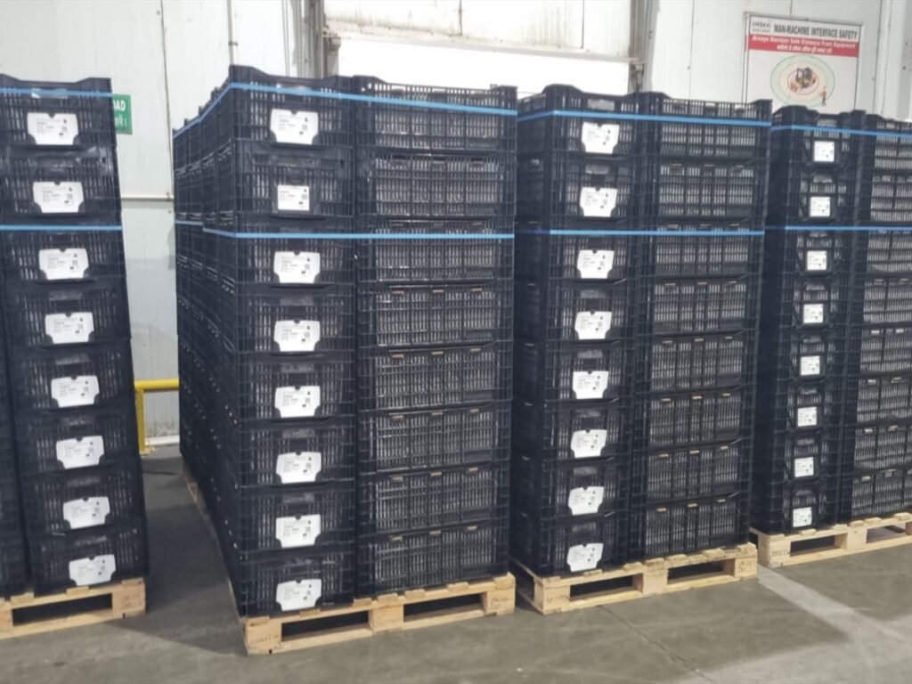 Imported Bulb Crates