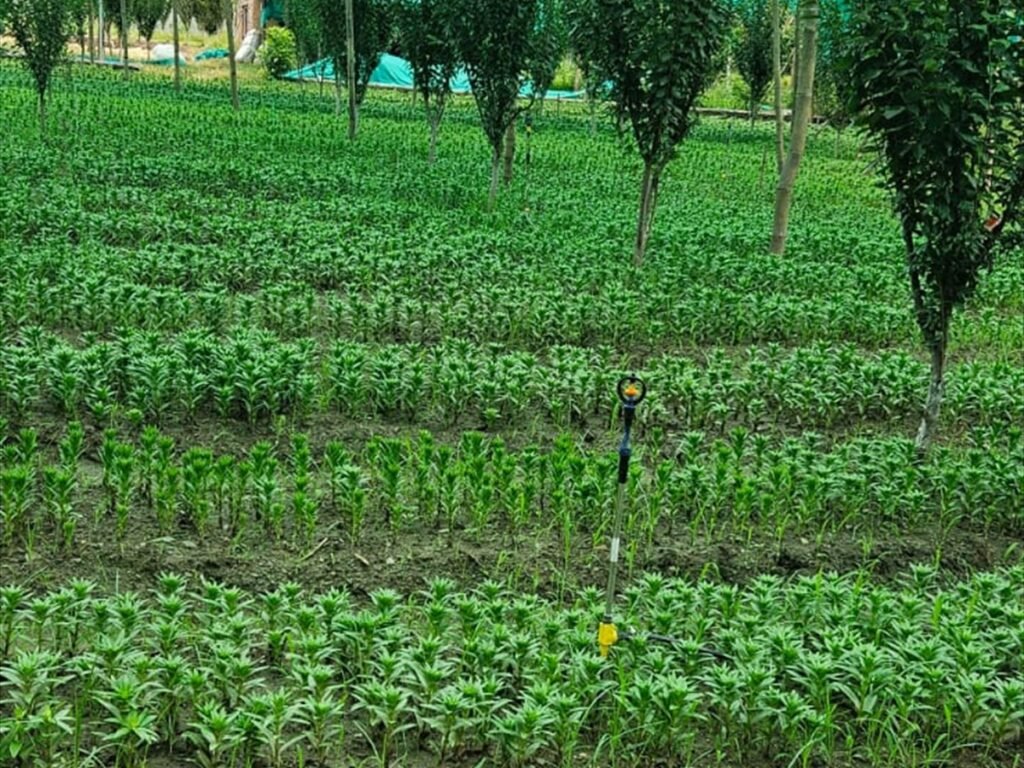 Sprinkler Irrigation Field