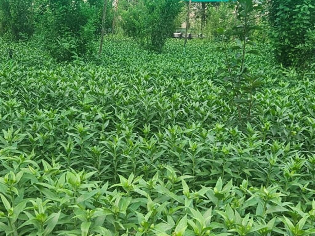 Budding Lily Plantation